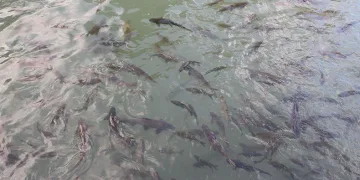 Balıklıgöl suyu eski berraklığına kavuştu