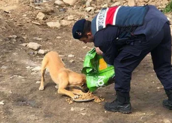Jandarma sokak hayvanlarını unutmadı