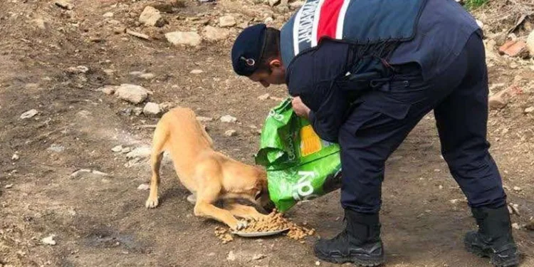 Jandarma sokak hayvanlarını unutmadı