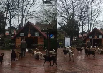 Sürü halinde gezen sokak köpekleri korkutuyor