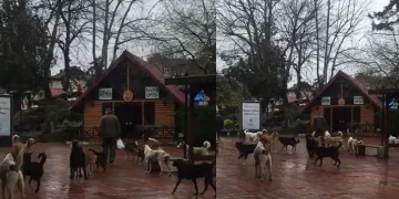 Sürü halinde gezen sokak köpekleri korkutuyor