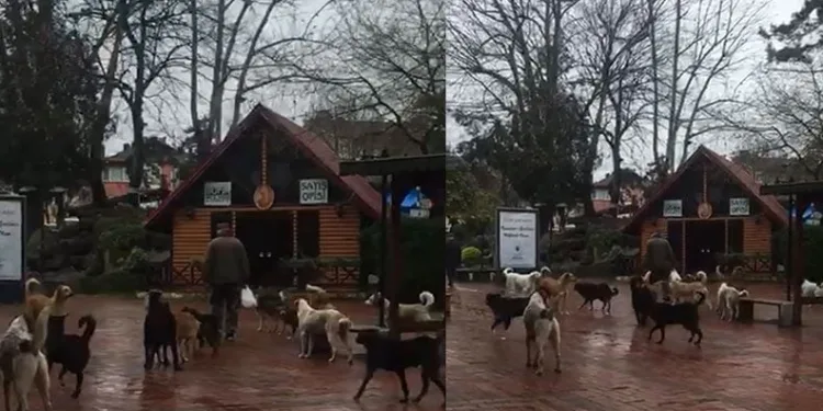 Sürü halinde gezen sokak köpekleri korkutuyor