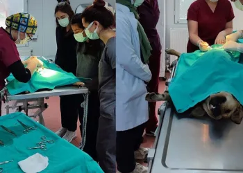 Veteriner fakültesi öğrencilerine uygulamalı eğitim