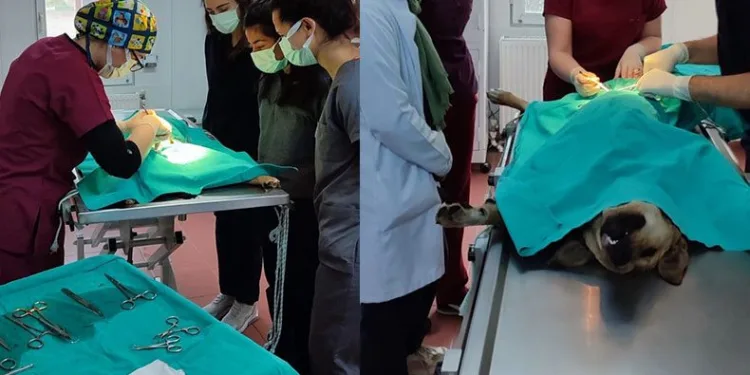 Veteriner fakültesi öğrencilerine uygulamalı eğitim