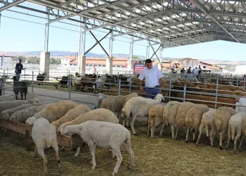 Çorum’da hayvan pazarları kapatıldı