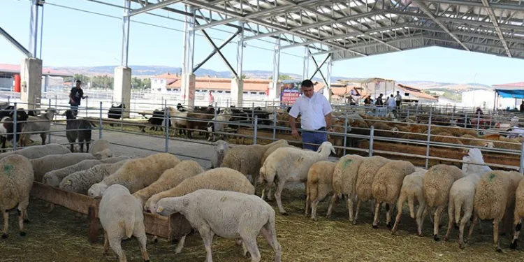 Çorum’da hayvan pazarları kapatıldı