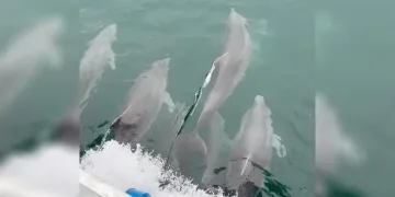 Sinop’ta yunus balıkları kayıkla yarıştı