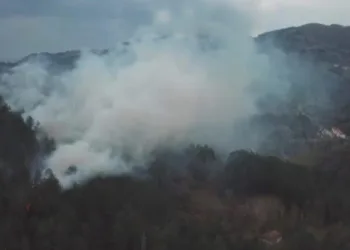 Ormanlık alanda yangın çıktı