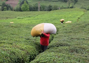 Çay üreticilerinin mağduriyeti giderildi