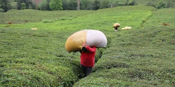 Çay üreticilerinin mağduriyeti giderildi