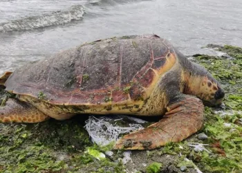 Cansız caretta caretta kıyıya vurdu