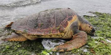 Cansız caretta caretta kıyıya vurdu