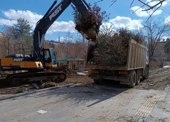 Yarım asırlık çınarlar naklediliyor
