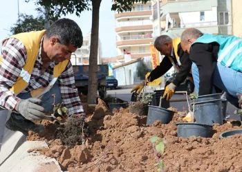 Şanlıurfa’da çiçek ekimi yapıldı