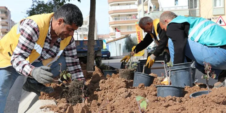 Şanlıurfa’da çiçek ekimi yapıldı