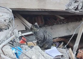 Deprem sonrası kediler enkazı terk etmiyor