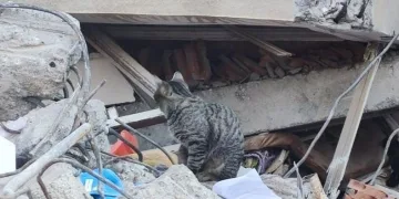 Deprem sonrası kediler enkazı terk etmiyor