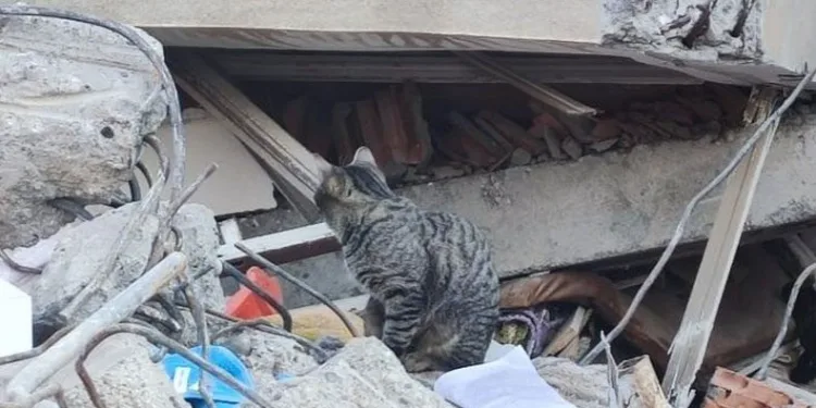 Deprem sonrası kediler enkazı terk etmiyor
