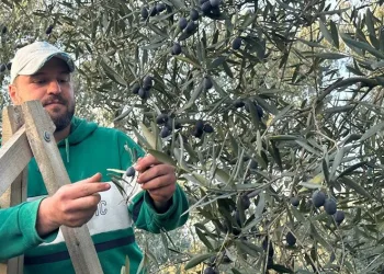 Bursa’da zeytin hasadı şaşırttı