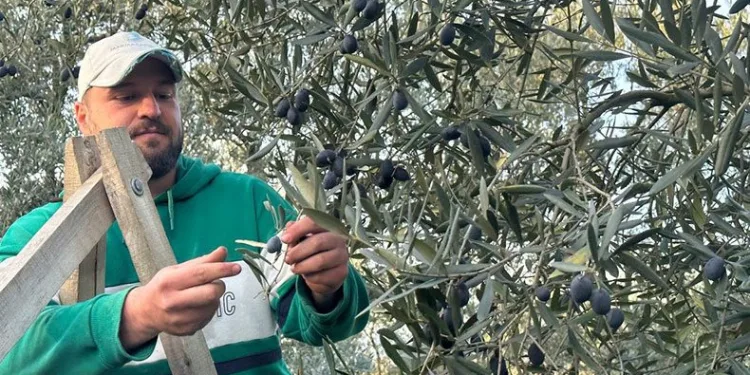 Bursa’da zeytin hasadı şaşırttı