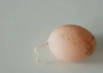 Kuyruklu yumurta görenleri şaşırttı