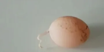 Kuyruklu yumurta görenleri şaşırttı