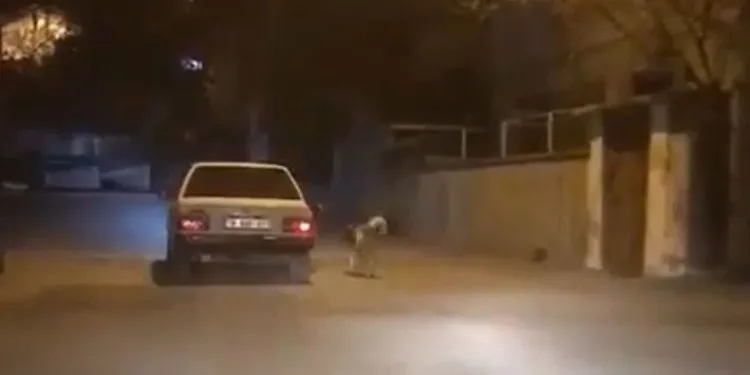 Köpeği otomobilin kapısına bağlayıp koşturdu