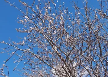 Kulp’ta badem ağaçları çiçek açtı