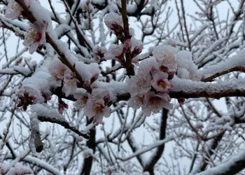 Yozgat’ta kar yağışı etkili oldu