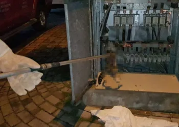 Trafoya giren kedi akıma kapıldı