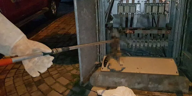 Trafoya giren kedi akıma kapıldı