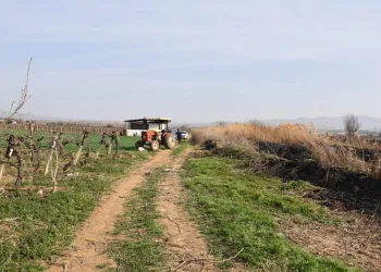 Çiftçi cinayetinde katil baba-oğul çıktı