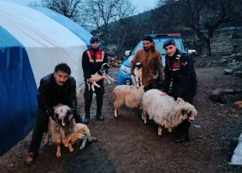 Çalınan küçükbaş hayvanlar sahibine teslim edildi
