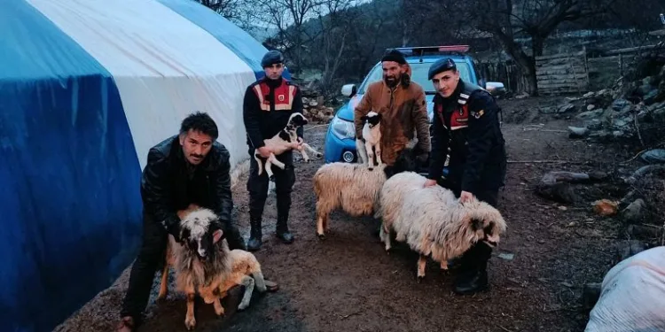 Çalınan küçükbaş hayvanlar sahibine teslim edildi