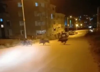 Domuz sürüsü yerleşim merkezine indi