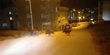 Domuz sürüsü yerleşim merkezine indi