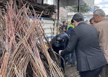 Harmancık’ta ceviz fidanı dağıtıldı