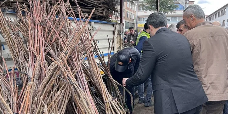 Harmancık’ta ceviz fidanı dağıtıldı