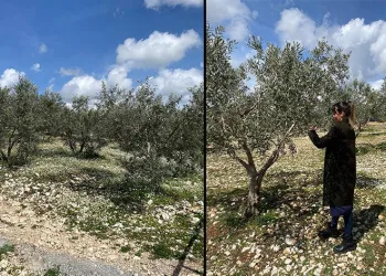 Zeytin bahçeleri denetlendi