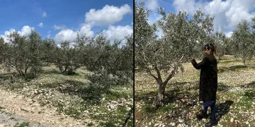 Zeytin bahçeleri denetlendi