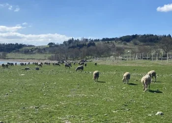 Balıkların olduğu yerde koyunlar otluyor