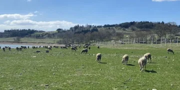 Balıkların olduğu yerde koyunlar otluyor