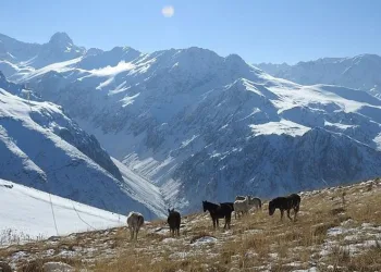 Munzur Dağlarında “Yılkı atları”