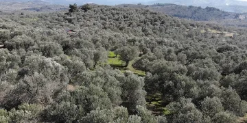 Zeytinliklerde halkalı leke alarmı