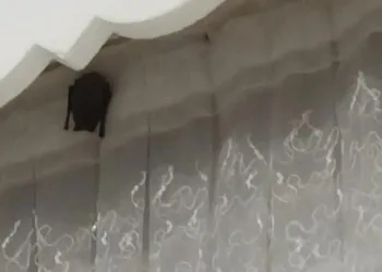Eve giren yarasa iki çocuğu ısırdı