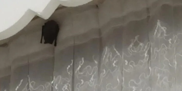 Eve giren yarasa iki çocuğu ısırdı