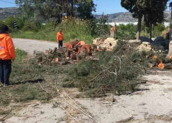 Rüzgarda devrilen asırlık ağaç yolu kapattı