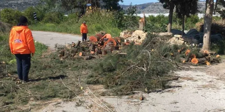 Rüzgarda devrilen asırlık ağaç yolu kapattı