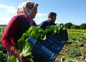 Salatanın vazgeçilmezi marulda hasat