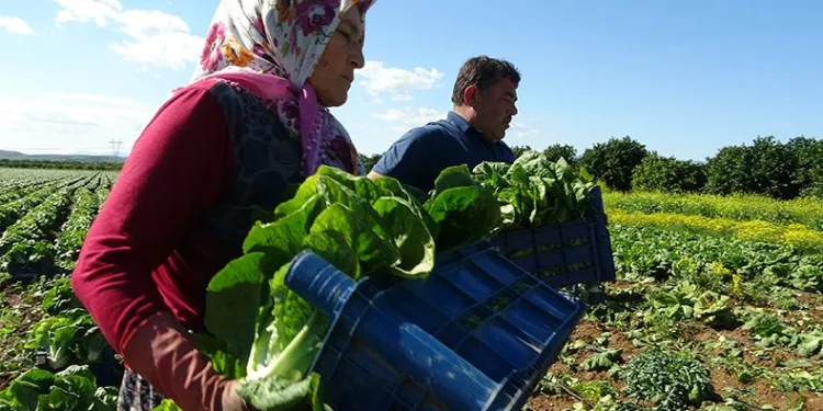 Salatanın vazgeçilmezi marulda hasat